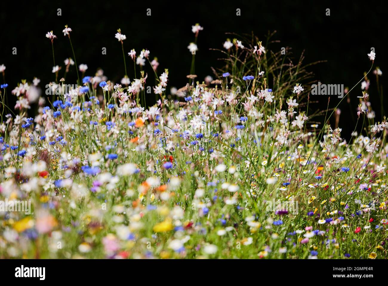Primer plano de hermoso campo colorido de flores silvestres en crecimiento Foto de stock