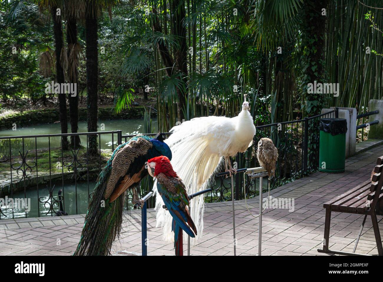 Aves infelices torturadas - loro rojo Ara y pavos reales, en el parque de la ciudad de Sochi, Rusia. Grandes y hermosas aves son explotadas por hacer dinero por p Foto de stock