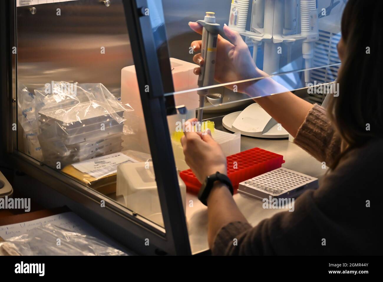 Lugar de trabajo, caja de flujo laminar. Preparación de muestras para la reacción de PCR. Foto de stock