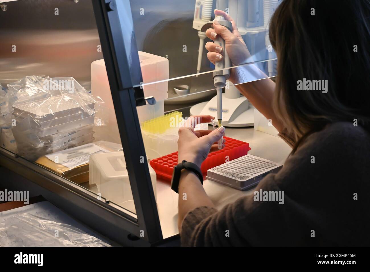 Lugar de trabajo, caja de flujo laminar. Preparación de muestras para la reacción de PCR. Foto de stock