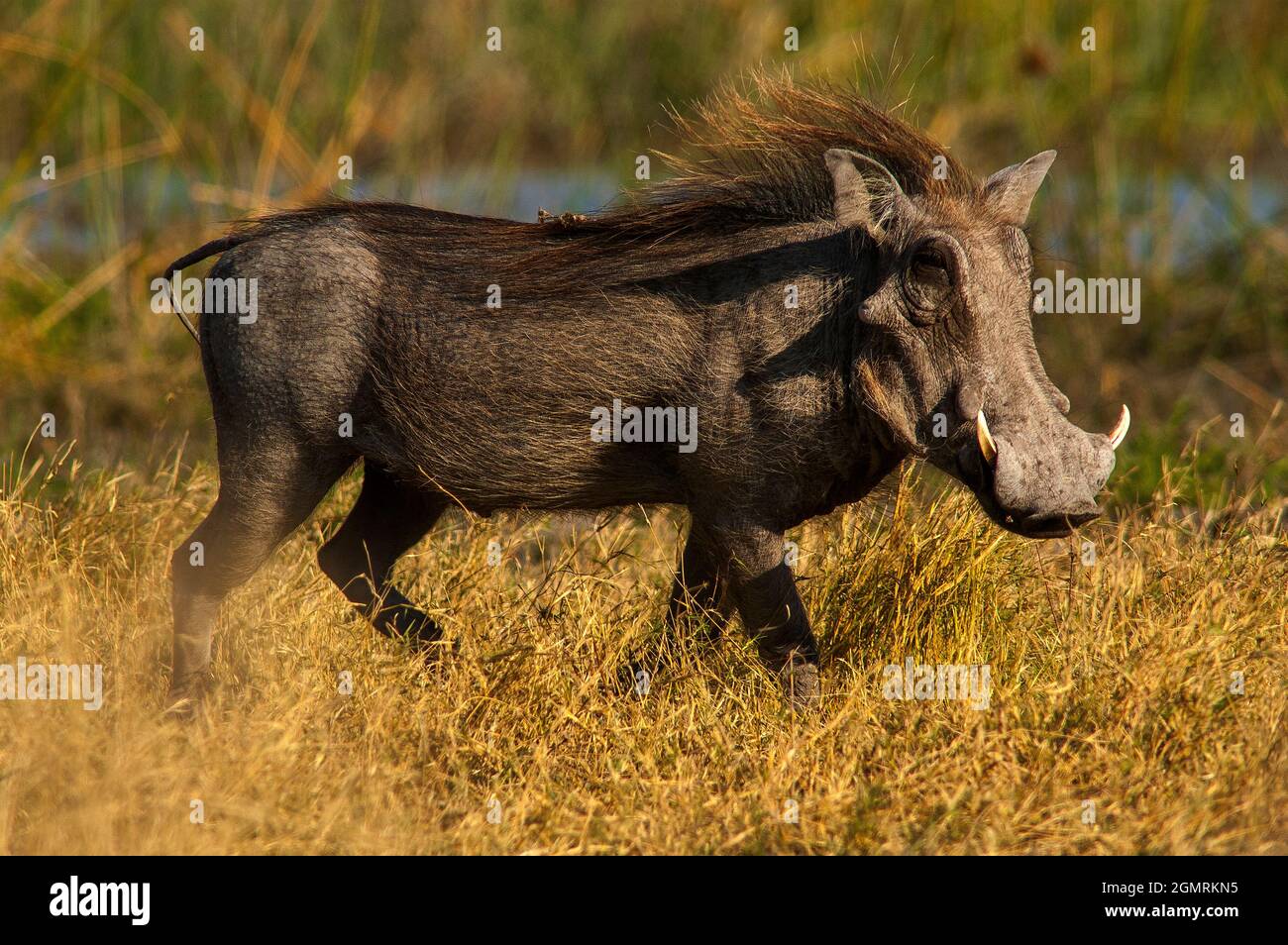 Warthog en la Reserva de Caza de Moremi, Botswana Foto de stock