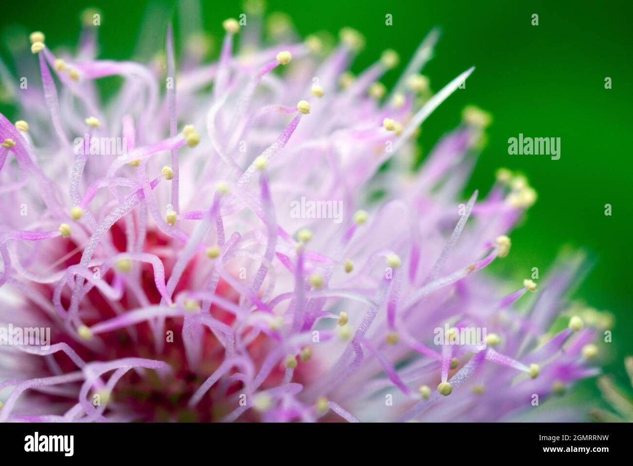 Mimosa pudica flor Foto de stock