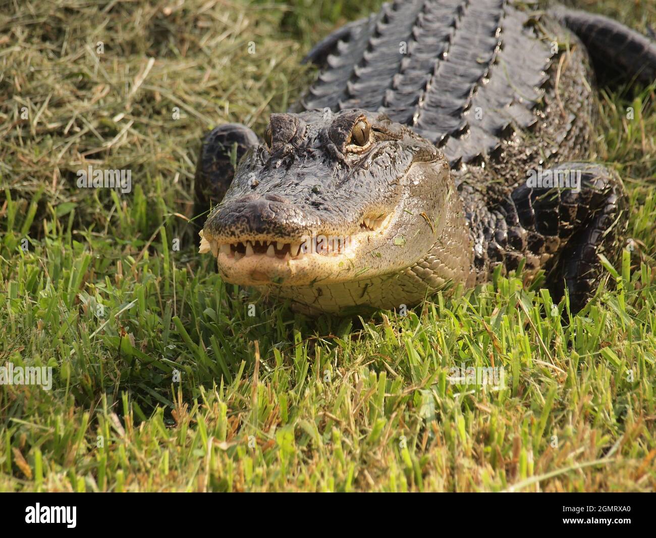 Cocodrilo americano en un estanque de Florida. El nombre científico de este  cocodrilo es Alligator Misspienis y este reptil es común al SE USA  Fotografía de stock - Alamy
