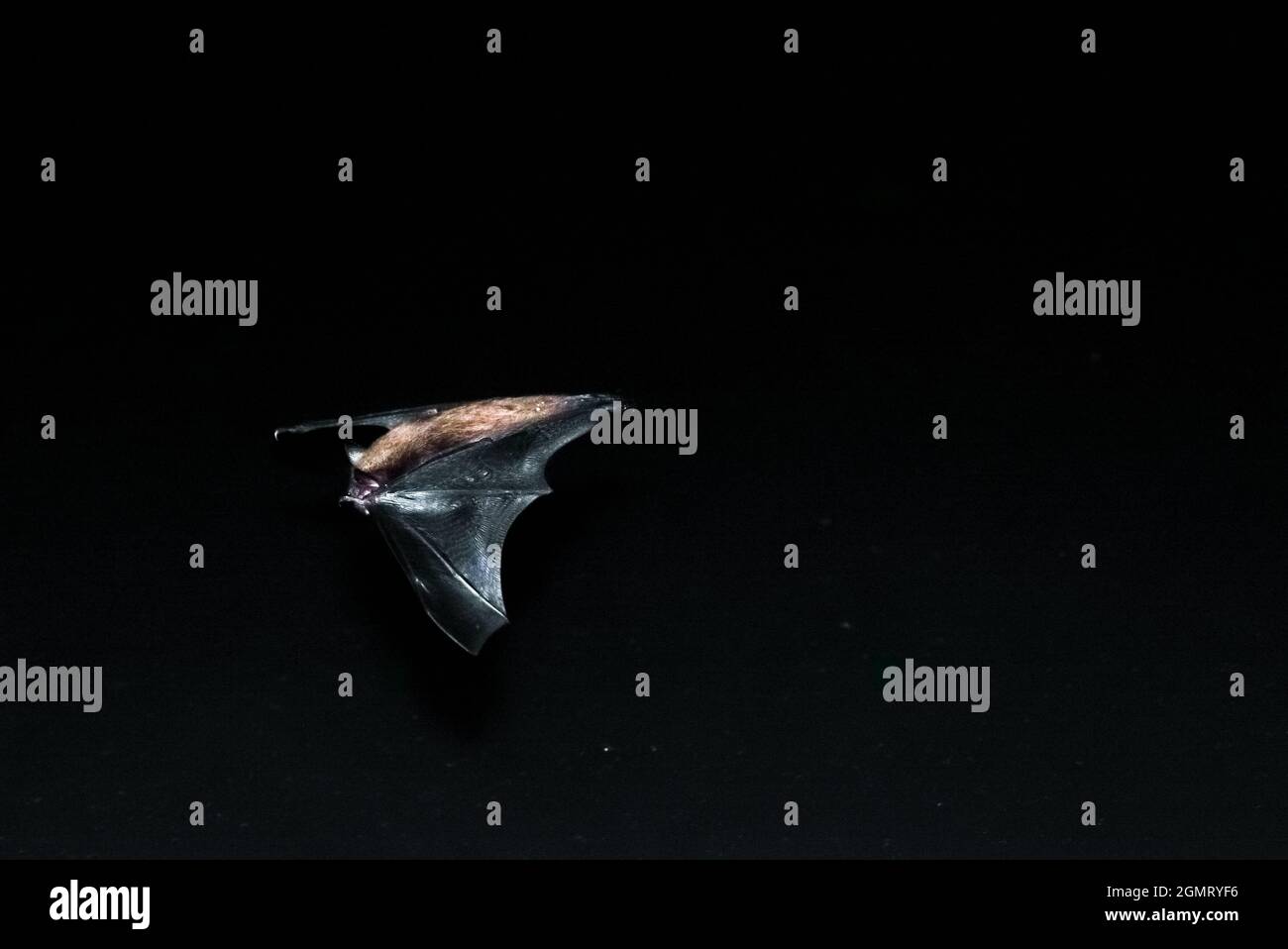 Bate Pipistrellus en vuelo sobre el agua [3] Foto de stock