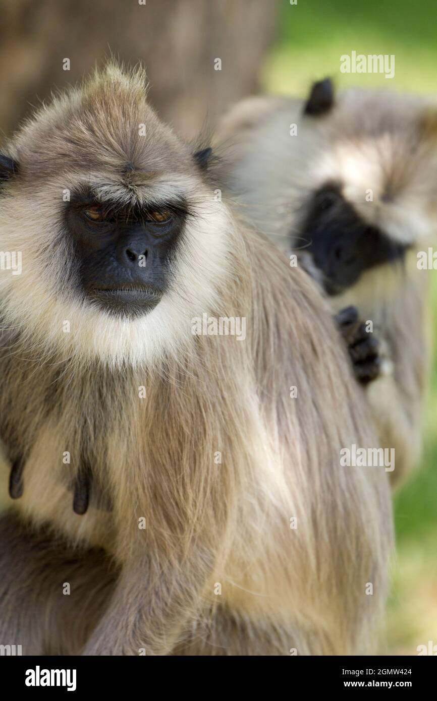 Pezones de mono fotografías e imágenes de alta resolución - Alamy