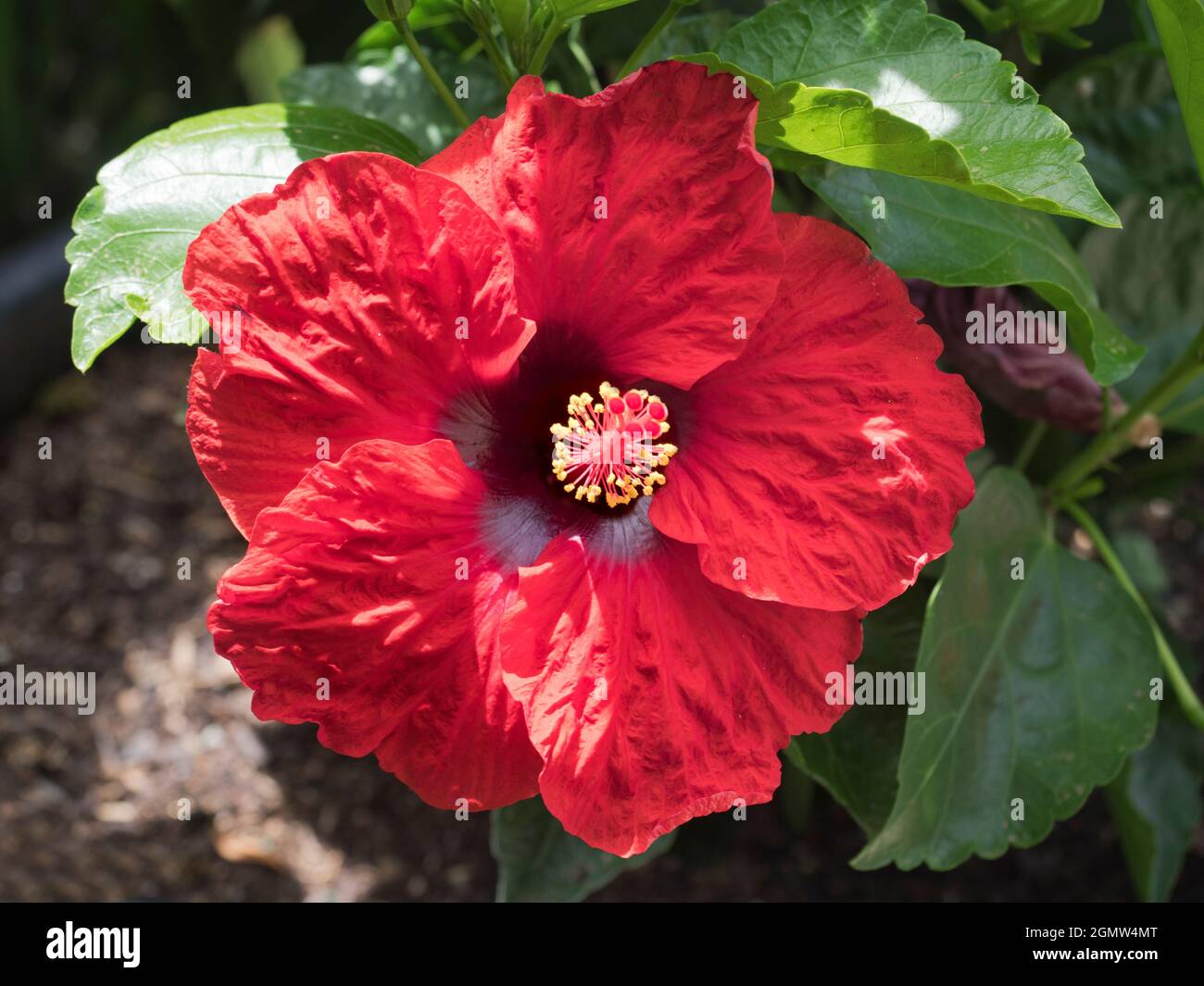Espectaculares plantas con flores fotografías e imágenes de alta resolución  - Alamy