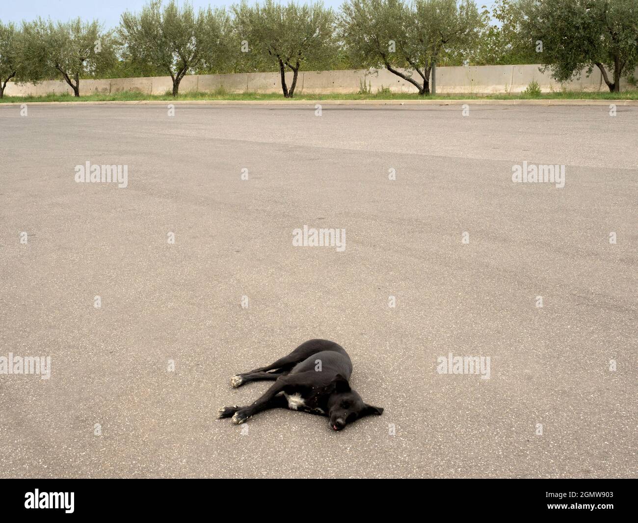 Catania, Sicilia, Italia - 22 de septiembre de 2019; un perro negro solitario duerme en un estacionamiento en garaje de la autopista extrañamente vacío en Sicilia. No hay mucho más Foto de stock