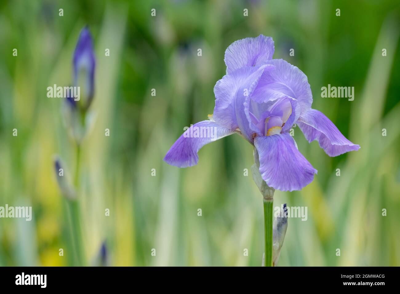 Iris pallida 'Variegata Aurea'. Iris con barba, hojas amarillas/verdes. Iris pallida 'Variegata', iris dulce, iris dálmata, raíz Orris, iris cebra Foto de stock