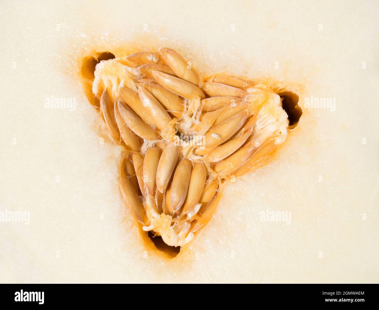 Es un melón. ¿Qué más quieres? Vale, si realmente necesitas saber, es