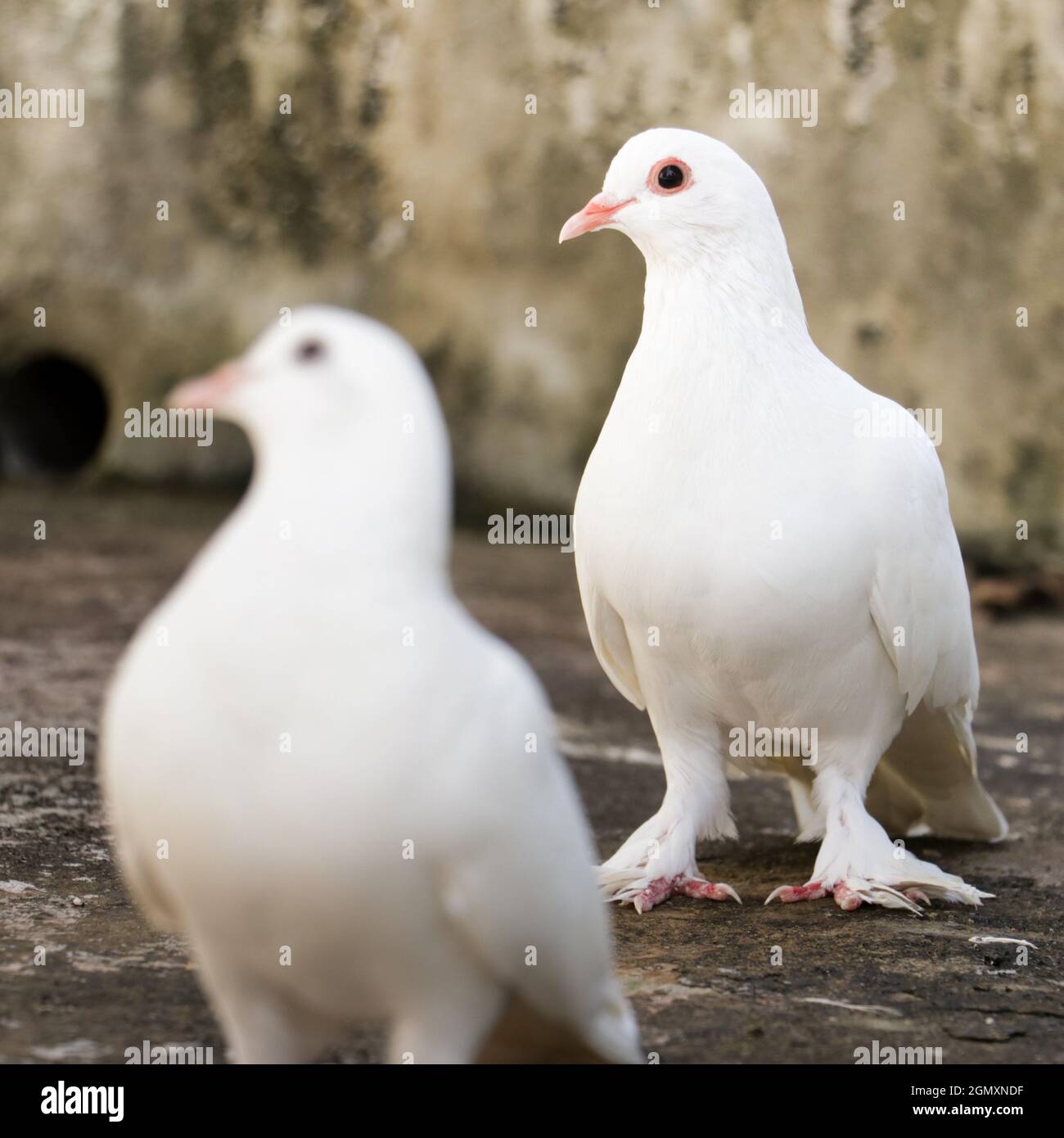 foto selectivamente enfocada con profundidad de campo de dos palomas domésticas con plumas blancas de pie mirando al mismo lado Foto de stock