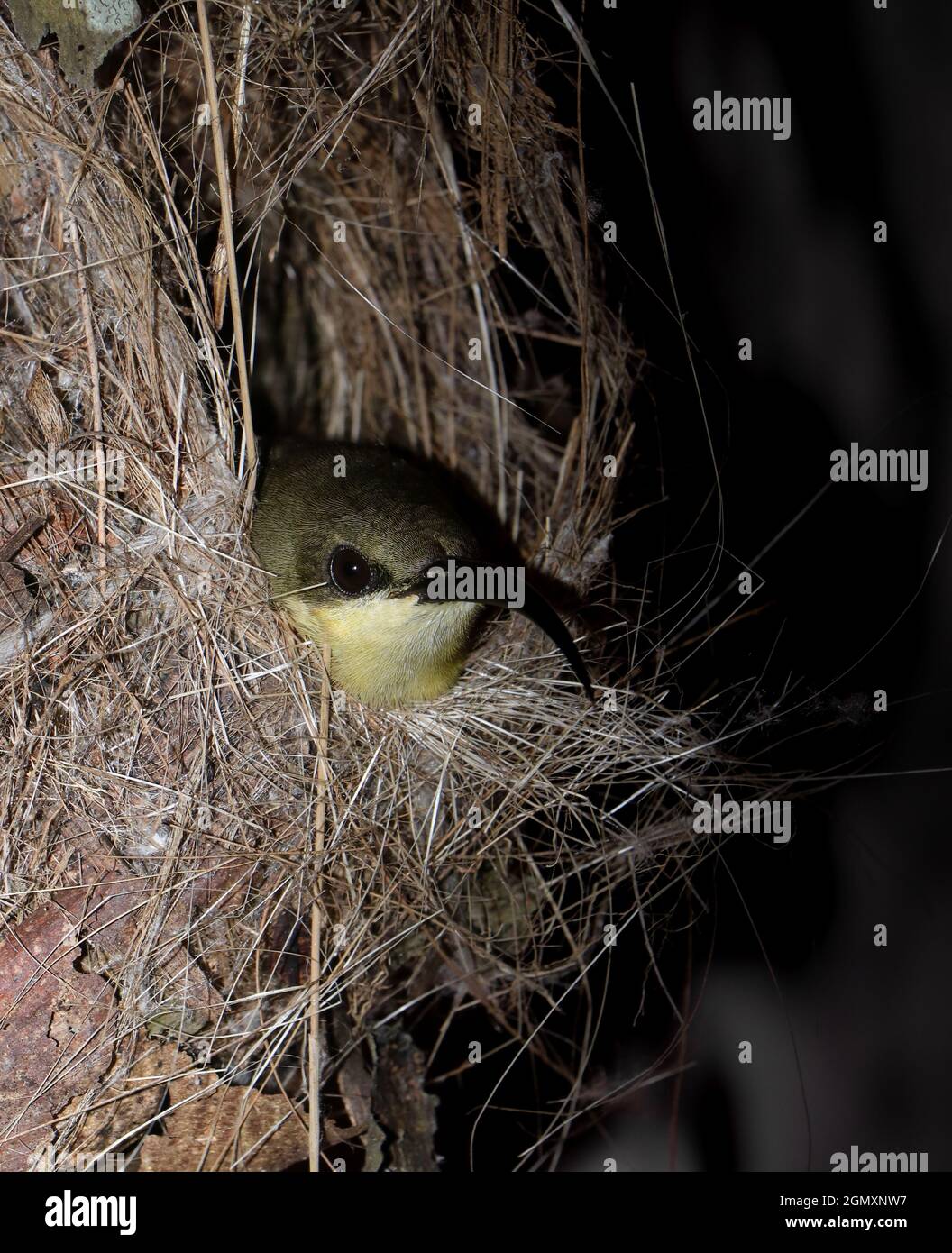 una ave de sol de cobre hembra con plumas de amarillo dorado y café y pico largo curvado sentado dentro de su pequeño nido tejido después de la puesta del sol Foto de stock