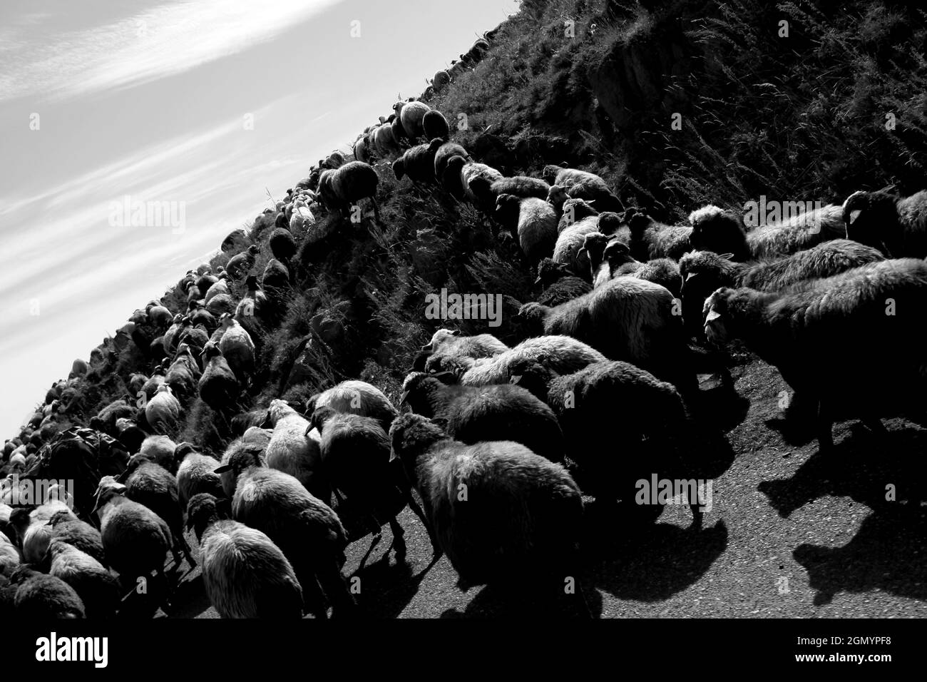 Disparo en escala de grises de rebaño de ovejas pastando en un campo Foto de stock