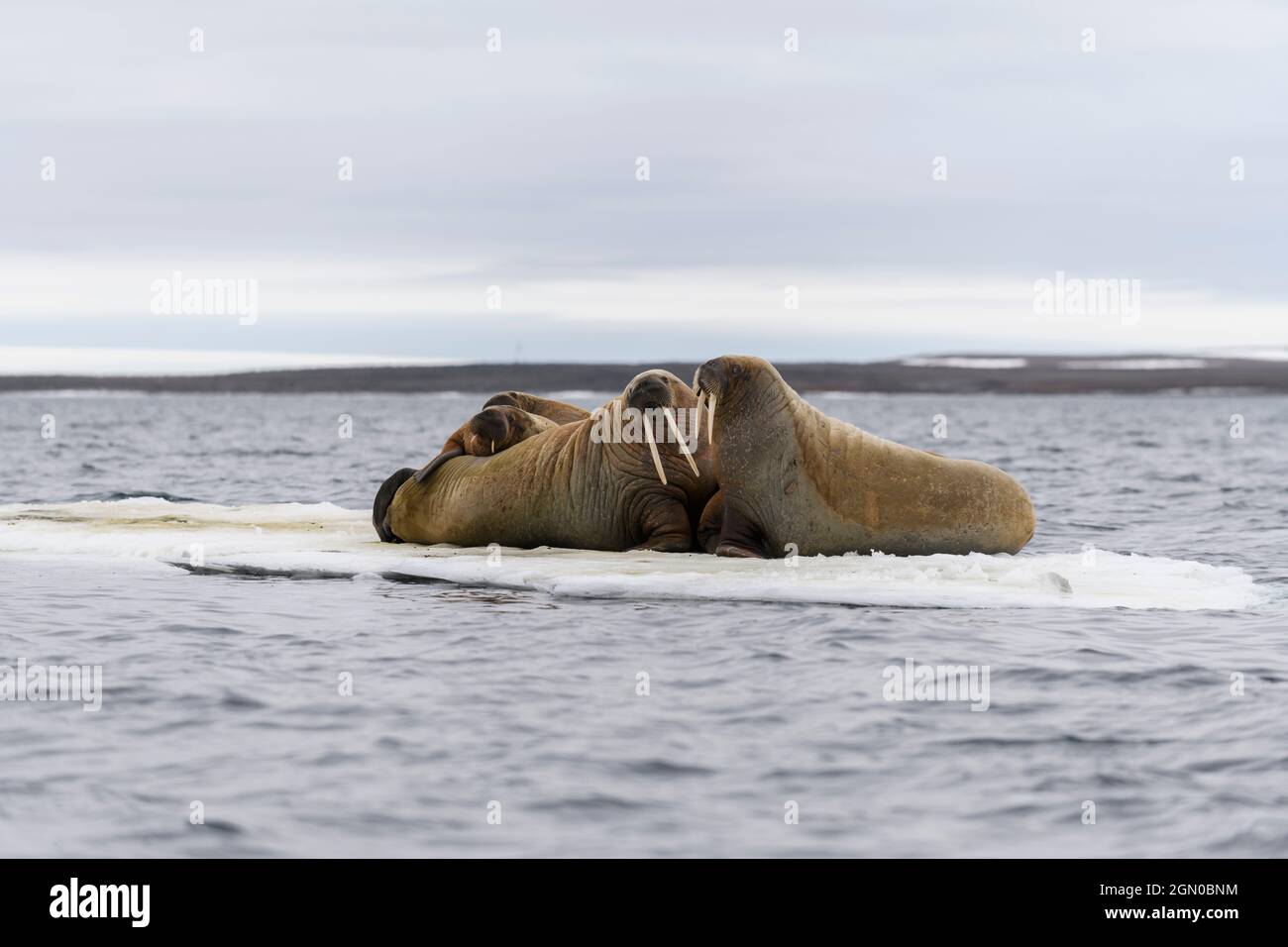 La Morsa Femenina Mira La Cámara Foto de archivo - Imagen de archipiélago,  miradas: 183546560