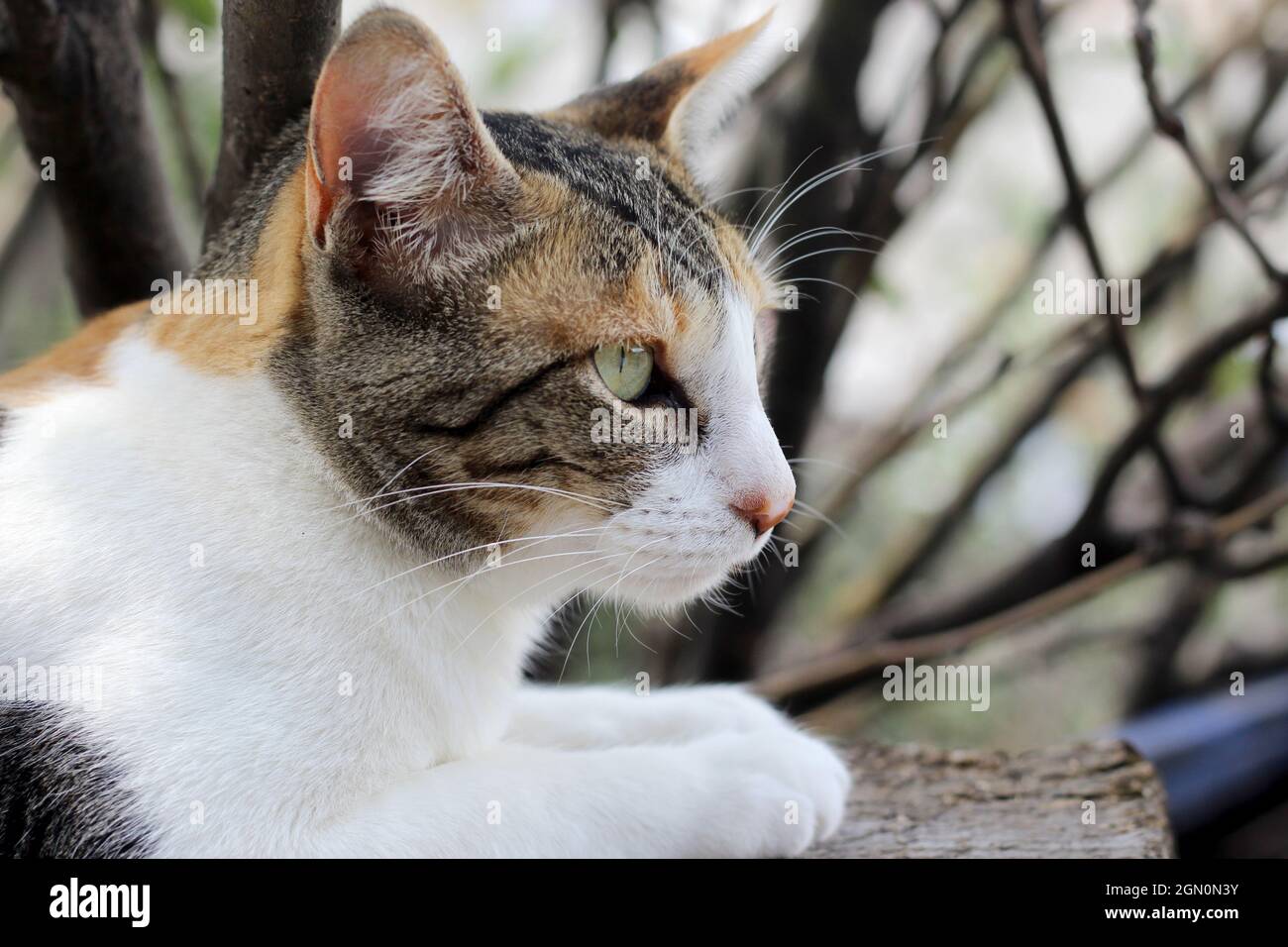 Calico gato con vista de perfil en la naturaleza Foto de stock