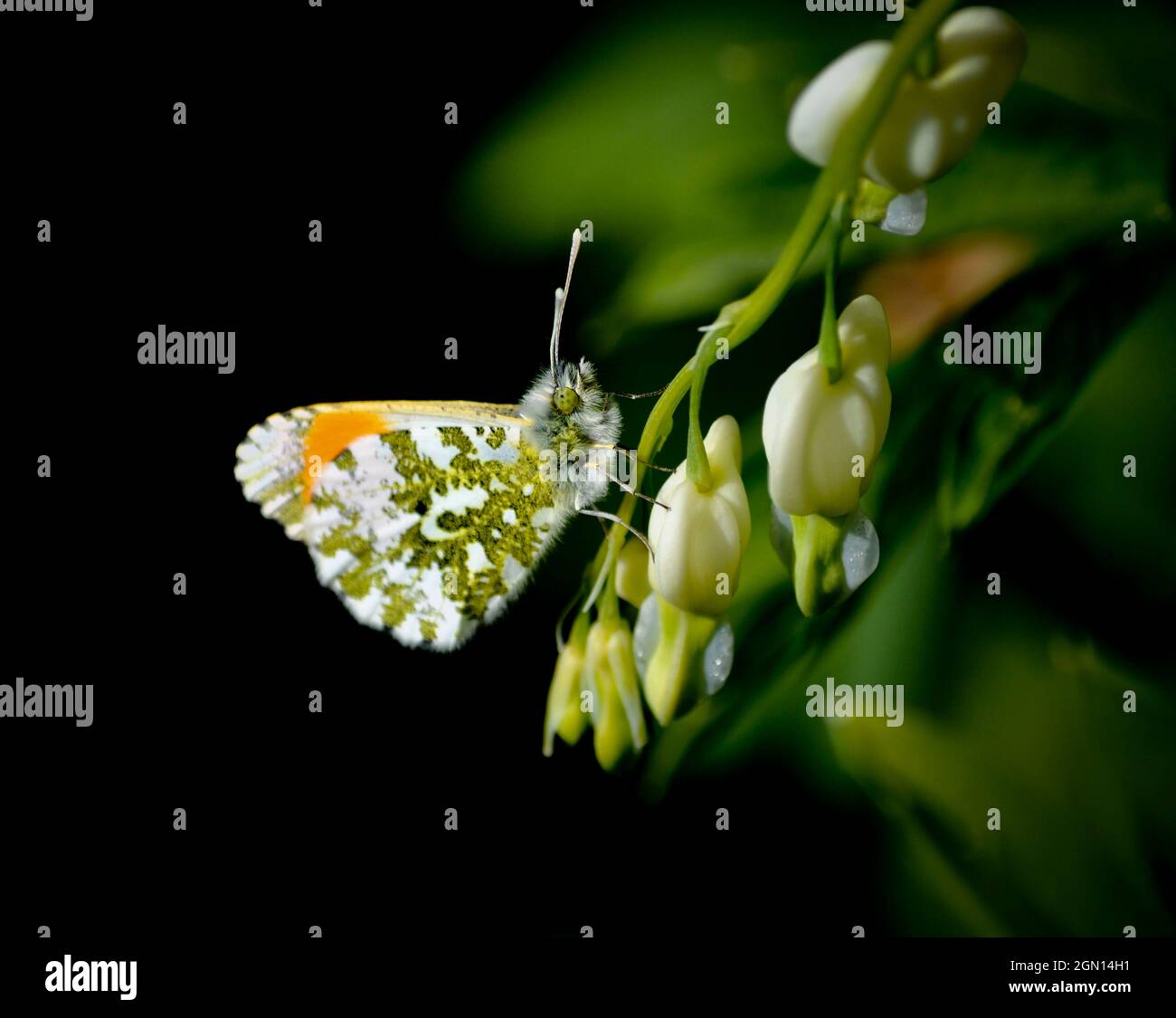 Naranja - mariposa de punta (cardamines de Anthocharis) en una flor blanca del corazón sangrante que muestra claramente el patrón de la parte inferior del ala Foto de stock