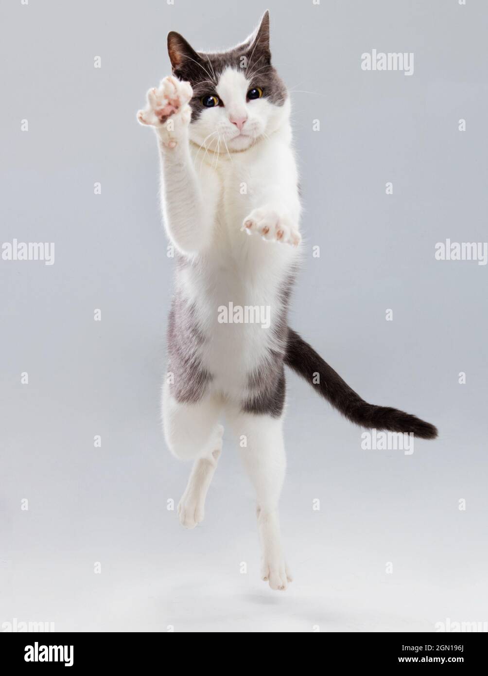 Foto de estudio de un gato gris y blanco cayendo hacia la cámara con una expresión concentrada. Foto de stock