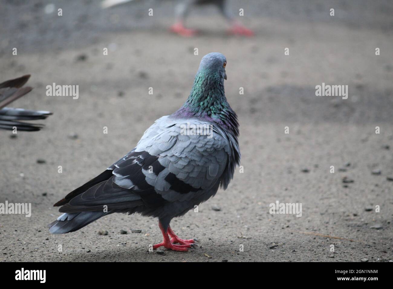 Primer plano de una paloma linda y sucia que está en el suelo con más palomas alrededor de ella Foto de stock