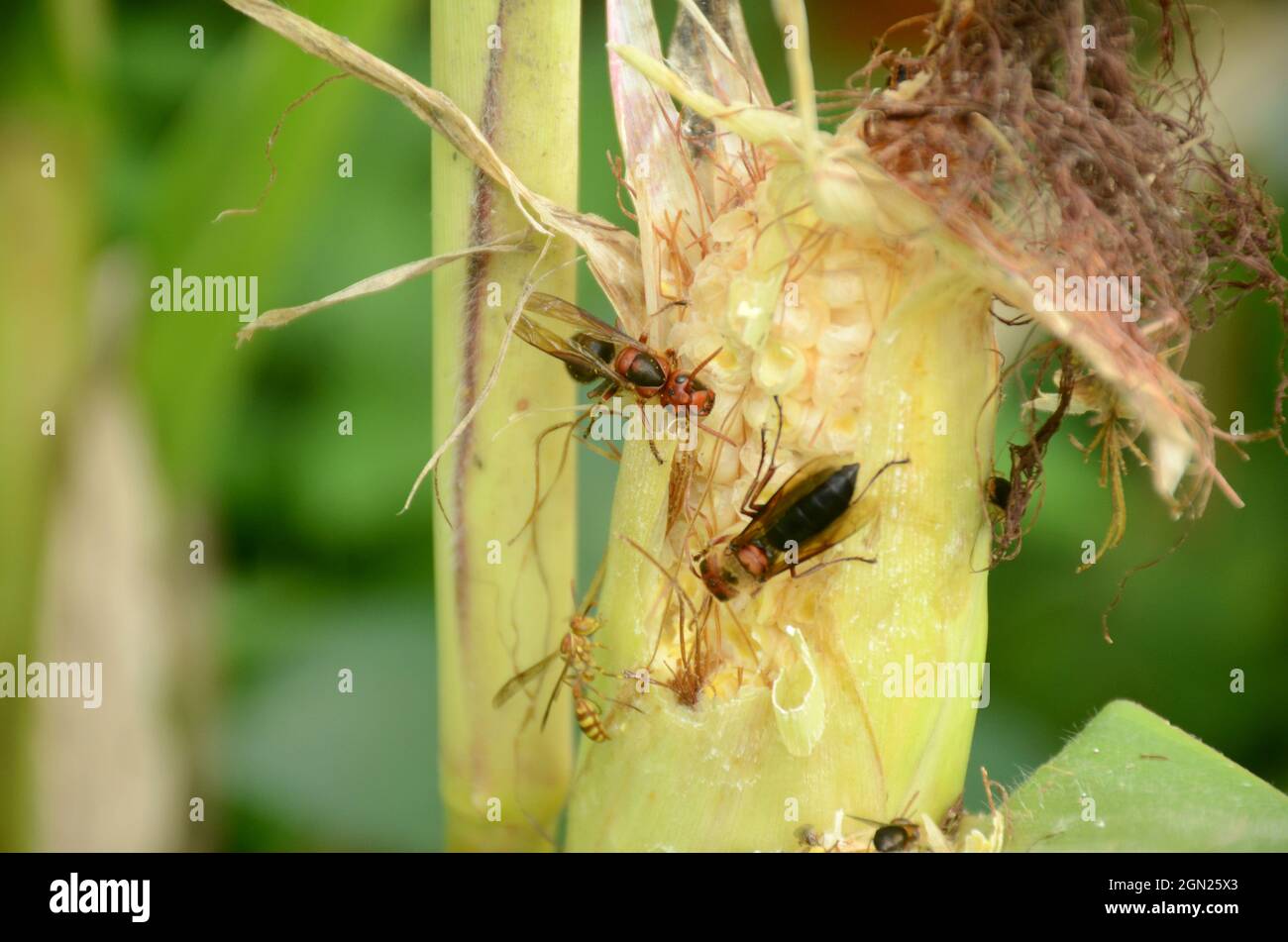 primer plano la hormiga naranja negro insecto sostener en corncob en la granja sobre fuera de foco verde fondo marrón. Foto de stock