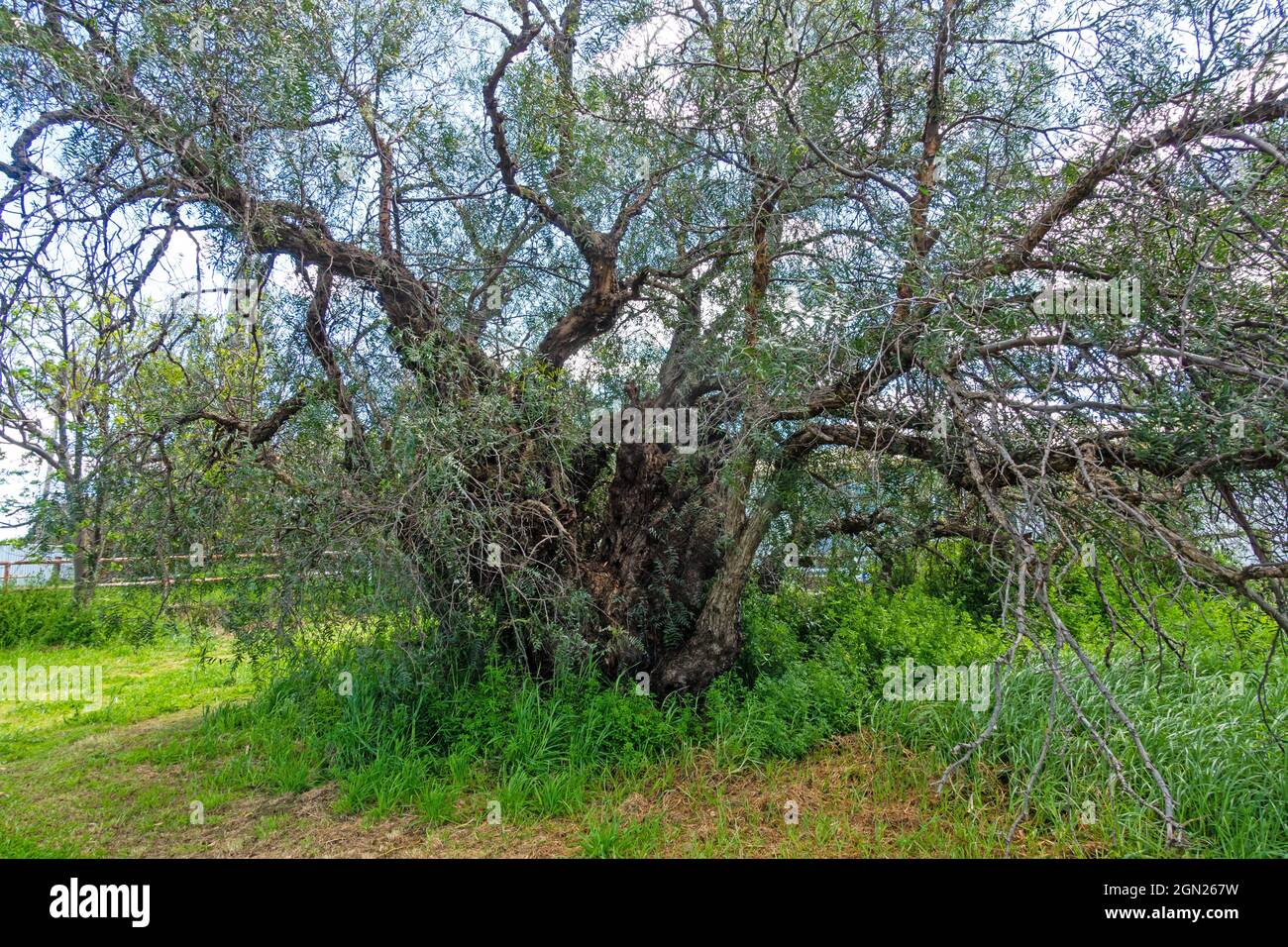 Pimienta Negra Madura En El Árbol, Plantación De Especies. Fotos, retratos,  imágenes y fotografía de archivo libres de derecho. Image 76703475