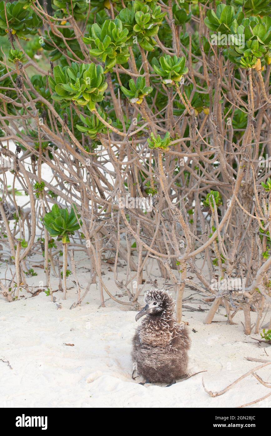 Laysan Albatross se polla en un nido de arena ahuecado al abrigo de un arbusto Naupaka. (Phoebastria immutabilis, Scaevola taccada) Foto de stock