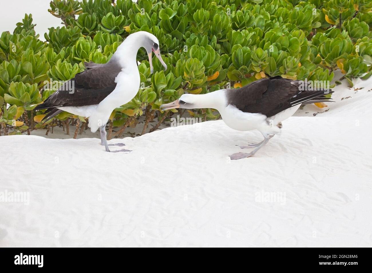 Exhibición del cortejo de Laysan Albatross. Pareja de aves bailando en la playa en las islas del Pacífico, arbusto Naupaka (Phoebastria immutabilis, Scaevola taccada) Foto de stock