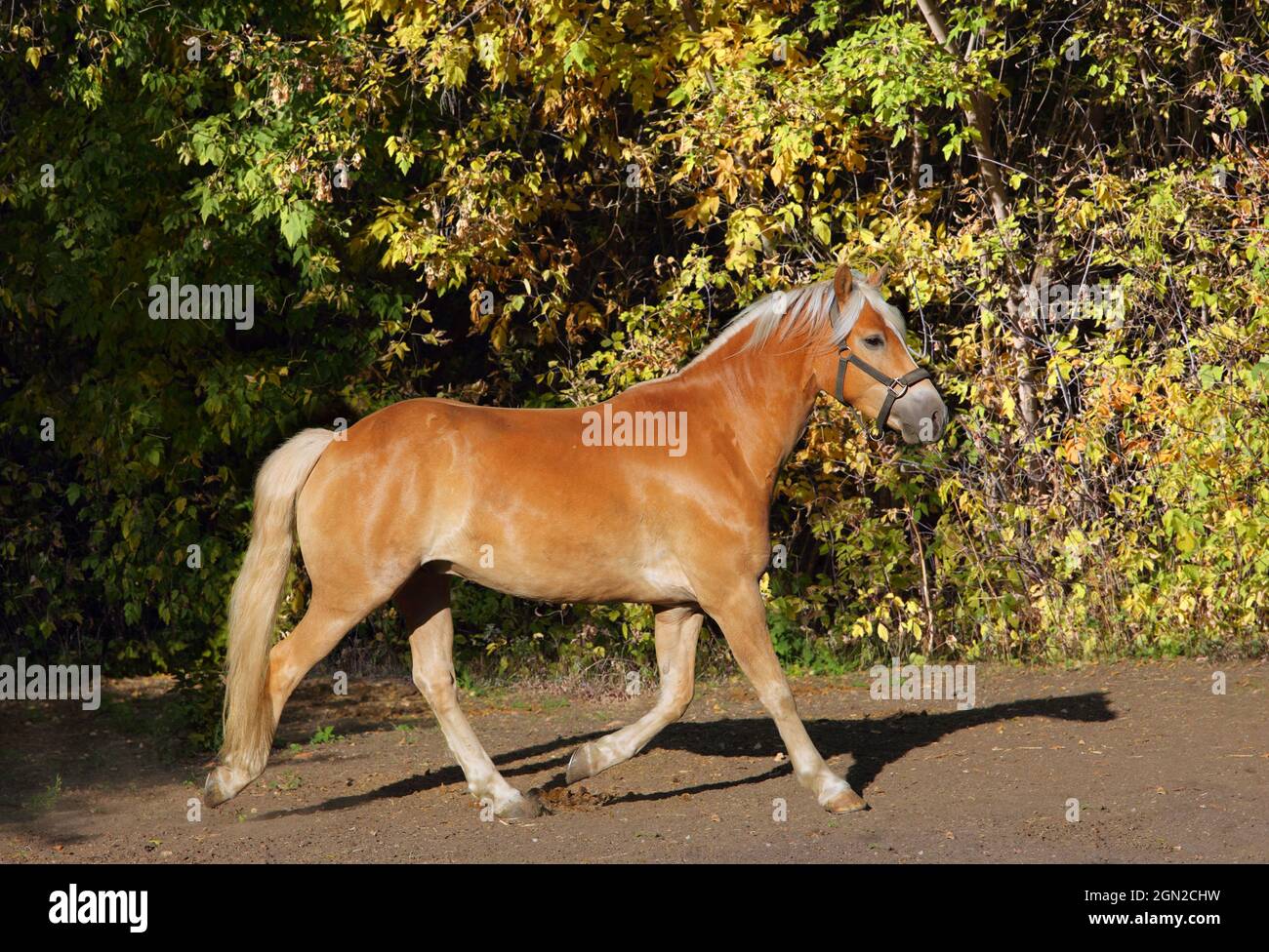 Haflinger Pony corre en la granja de stud de otoño Foto de stock