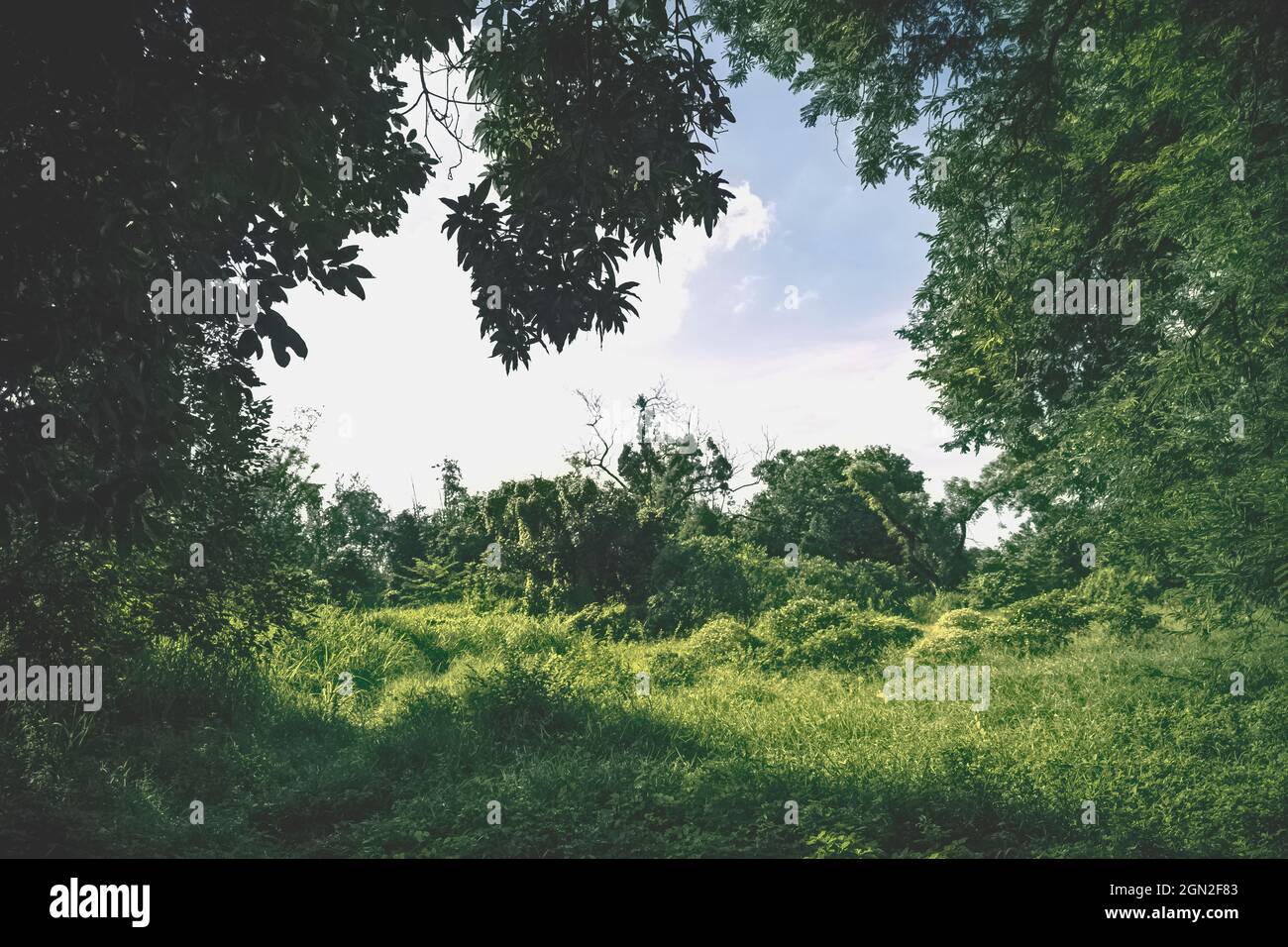 Paisaje verde, panorama, Parque Salt Lake, Calcuta, Bengala Occidental, India Foto de stock