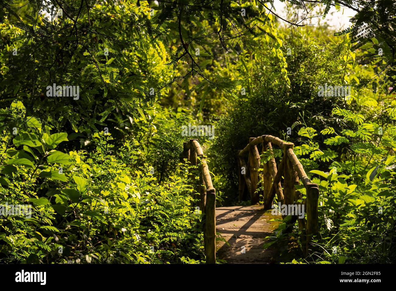 Paisaje, pequeño, puente de madera, en bosque verde, Saltlake, Calcuta.Bengala Occidental, India. Foto de stock