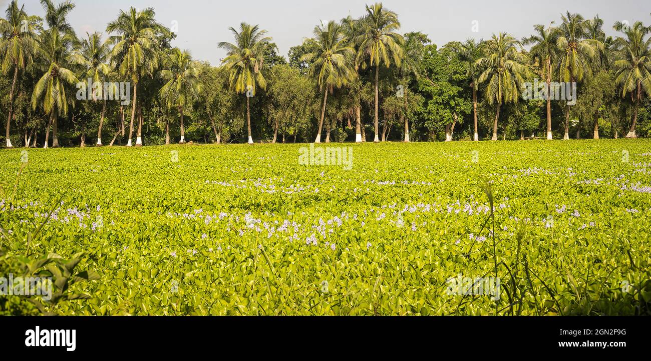 Paisaje,VAST,Plantación de coco,greenary,hiacinthbloom,en,agua del lago,Saltlake,Calcuta,India. Foto de stock