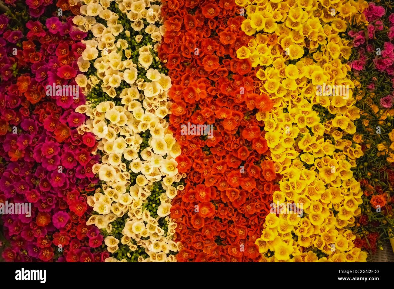 Naturaleza,Morning deocrated,Small,flower,7A.M.& 6 P.M.plants,Kolkata,Hobby Mercado,India. Foto de stock
