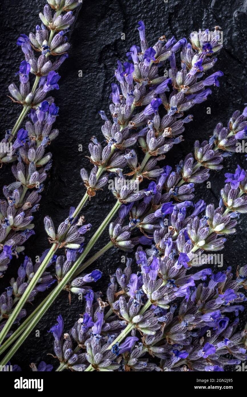 Lavanda en flor, flores de lavandula, tiro desde la parte superior sobre un  fondo negro, ramo de plantas aromáticas Fotografía de stock - Alamy