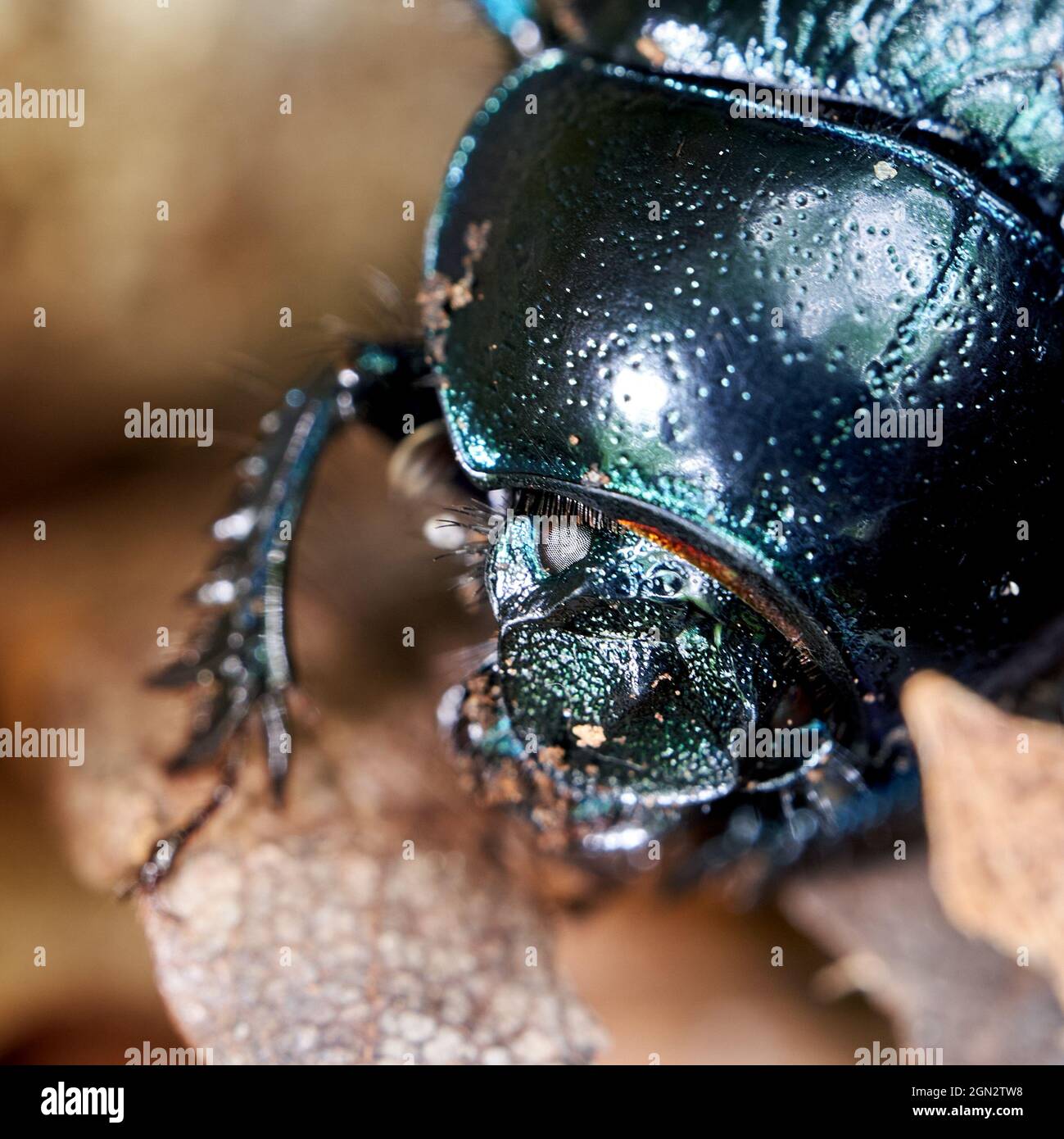 Escarabajo de estiércol del bosque, Anoplotrpes stercorosus, con caparazón quitinoso negro brillante en primer plano Foto de stock