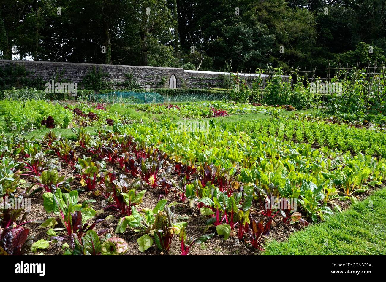 Jardín de la cocina en el jardín amurallado de Scolton Mannor Haverfordwest Pembrokeshire gales Cymru Reino Unido Foto de stock