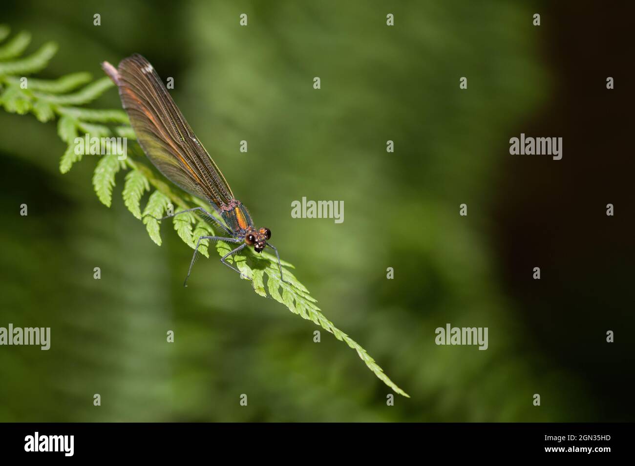 Primer plano de una dragonfly demoiselle con bandas [Calopteryx splendens] Foto de stock