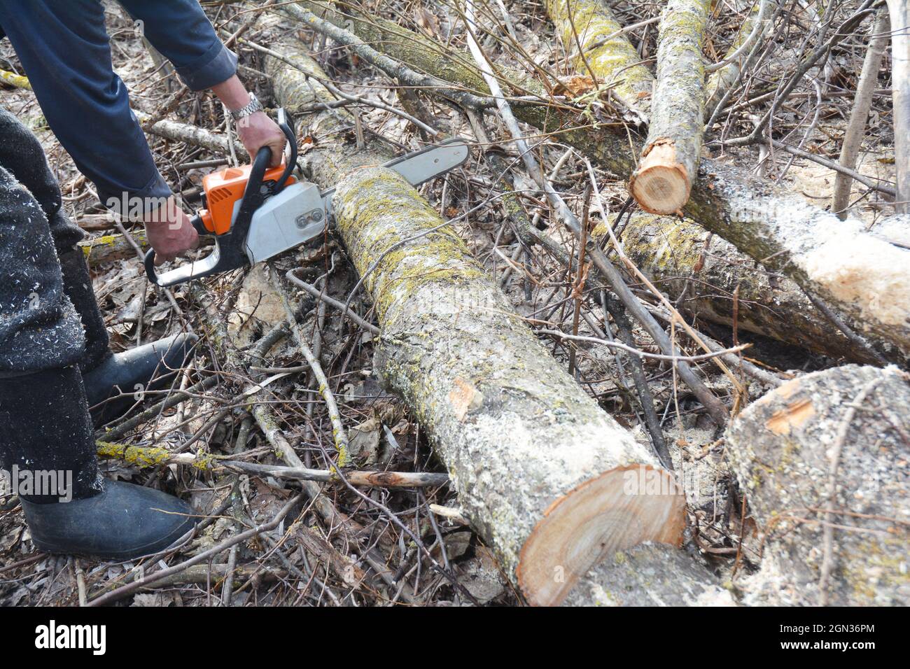 Un Hombre Corta Un árbol Con Una Motosierra. Poda De árboles. Foto de  archivo - Imagen de hombre, madera: 210915828