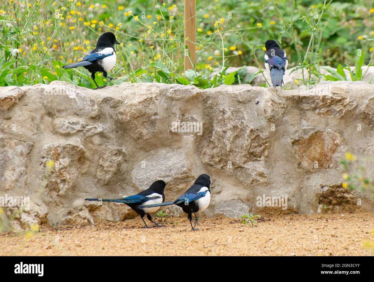 Cuatro magpies, Walthamstow Wetlands, Londres, Reino Unido Foto de stock