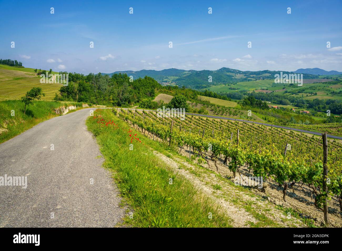 Paisaje rural en primavera en Piamonte cerca de Brignano y Garbagna, provincia de Alessandria, Piamonte, Italia, con viñedos Foto de stock