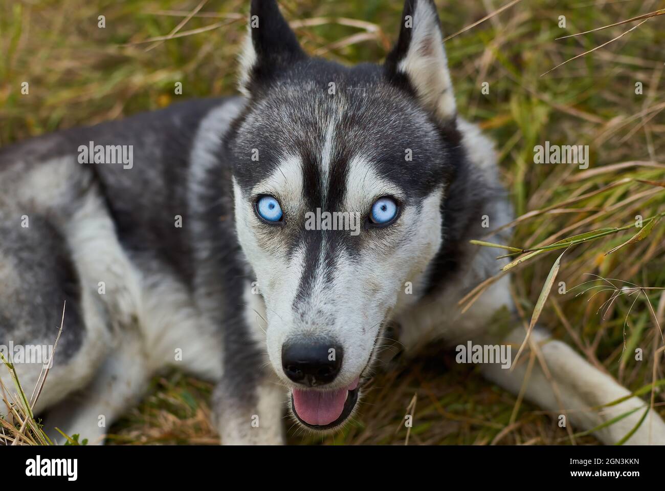 Lobo con ojo azul fotografías e imágenes de alta resolución - Alamy