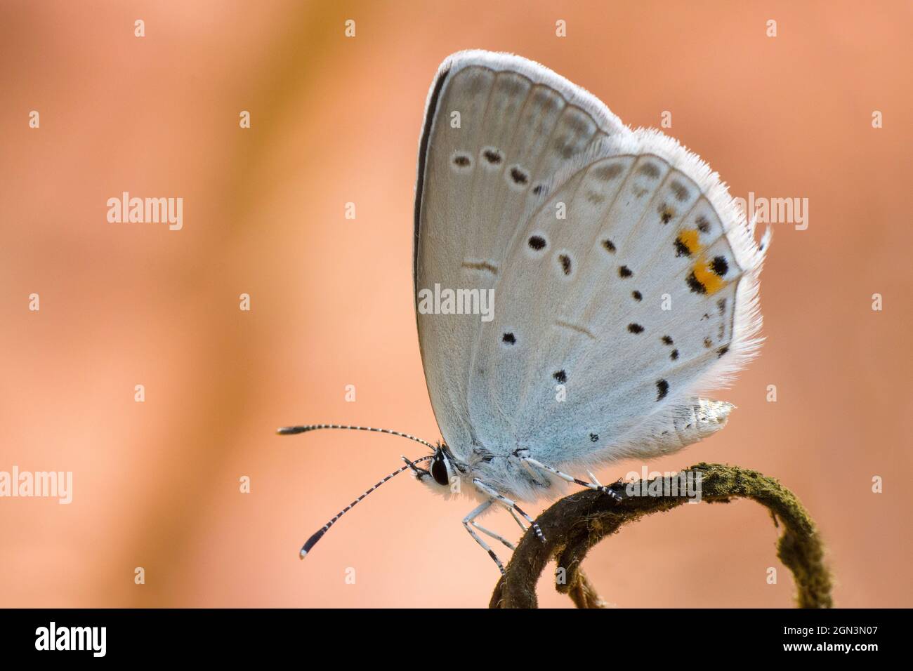 Primer plano de una mariposa con alas de gossamer [familia Lycaenidae] Foto de stock