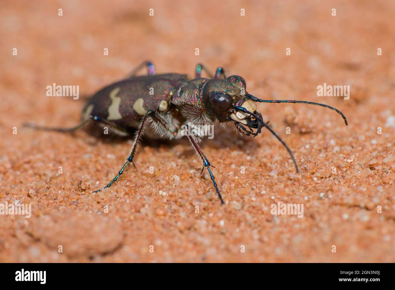 Primer plano de un escarabajo de tigre de dunas del norte [Cicindela hybrida] Foto de stock
