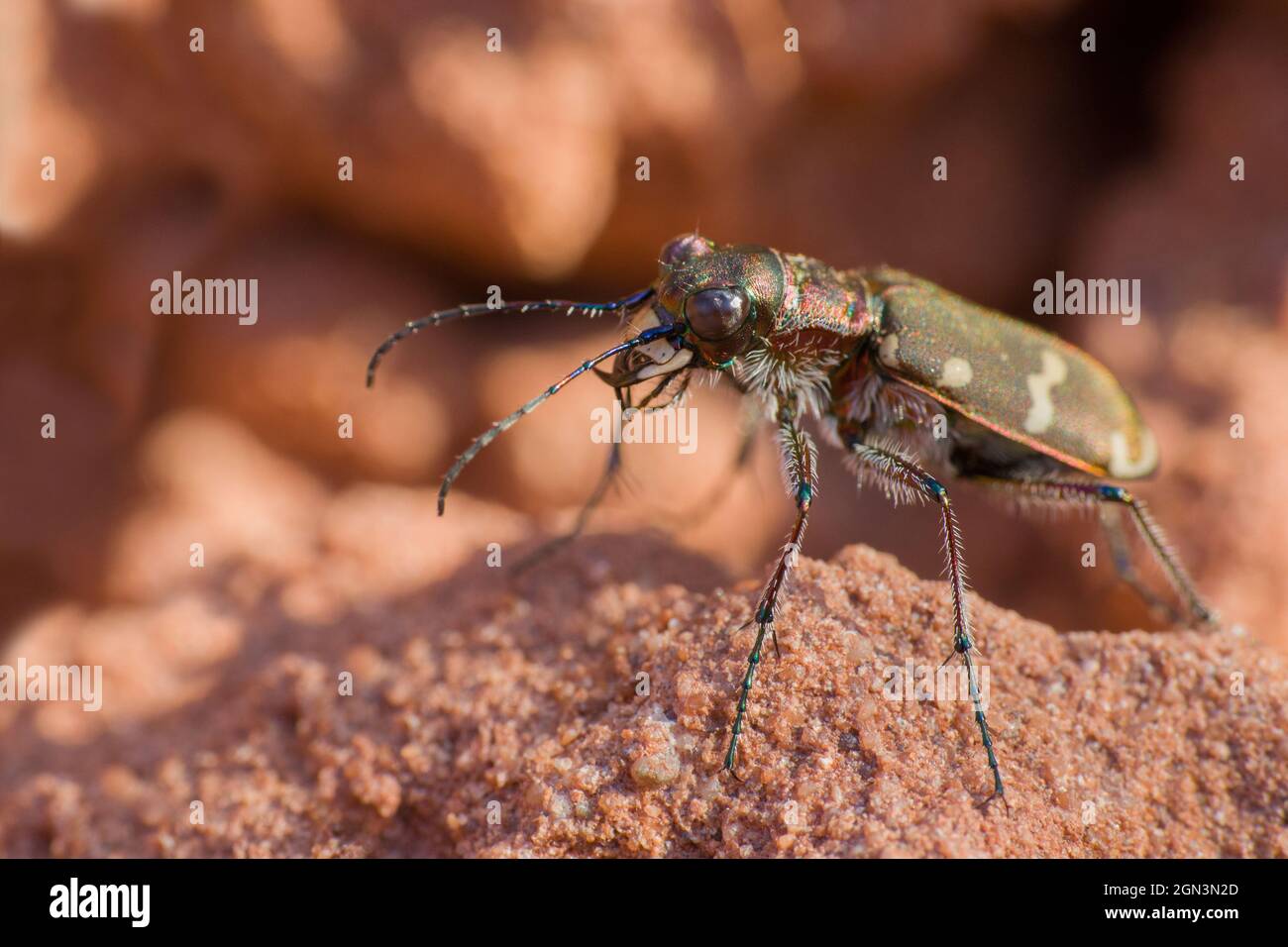 Primer plano de un escarabajo de tigre de dunas del norte [Cicindela hybrida] Foto de stock