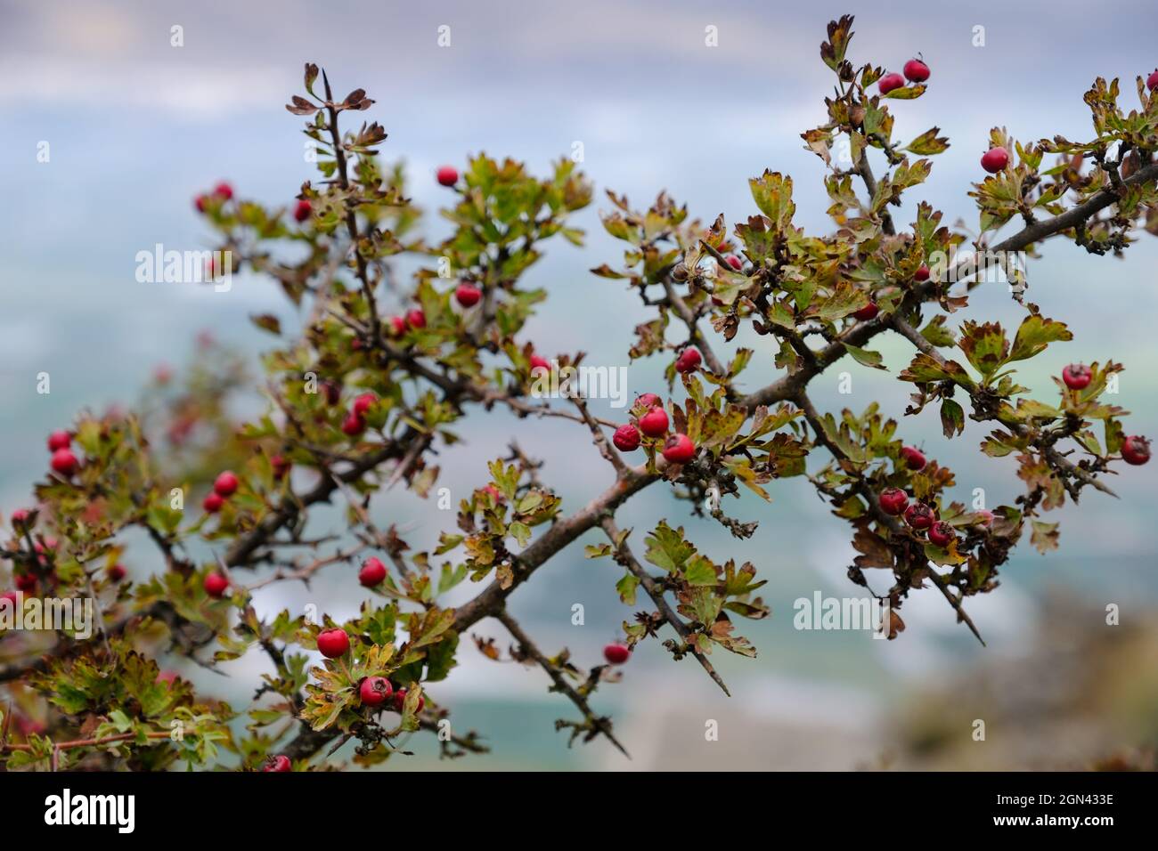 Senderismo Tajo de la U, Zafarraya Pass, Andalucía, España, Europa Foto de stock