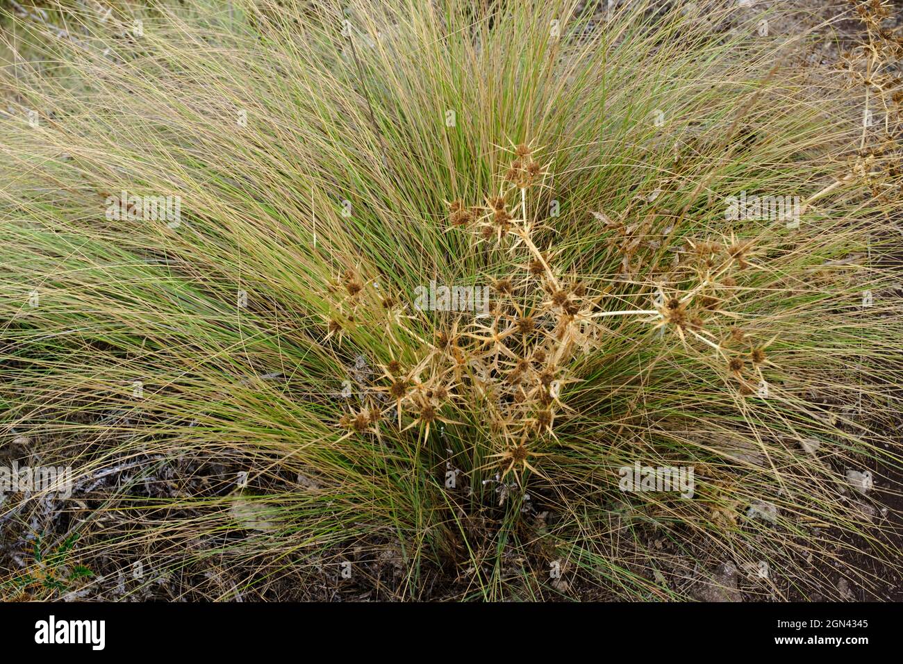 Senderismo Tajo de la U, Zafarraya Pass, Andalucía, España, Europa Foto de stock