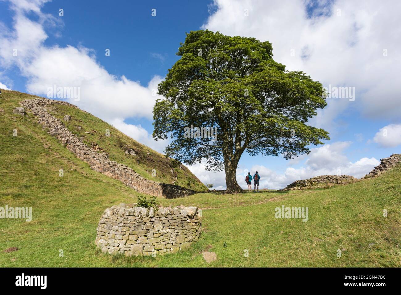 Sycamore gap, el Muro de Adriano, Northumberland, Reino Unido Foto de stock