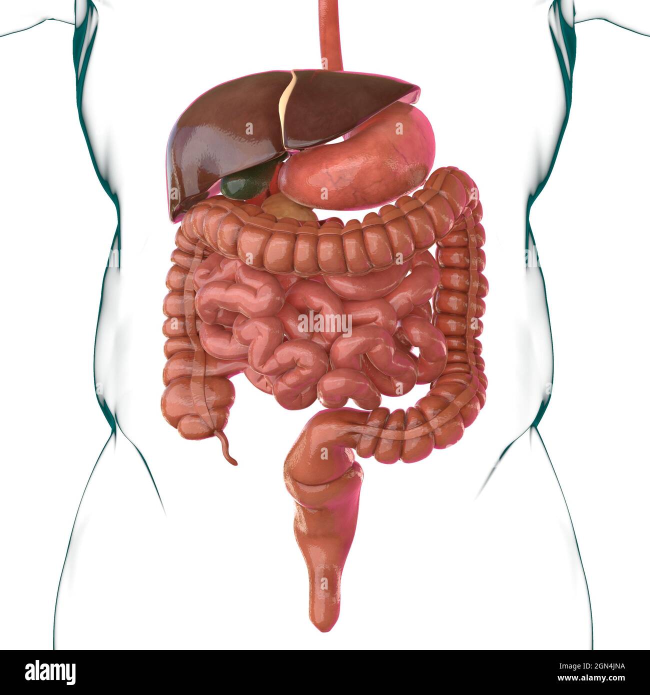 Anatomía del sistema digestivo humano para el concepto médico Ilustración 3D  Fotografía de stock - Alamy