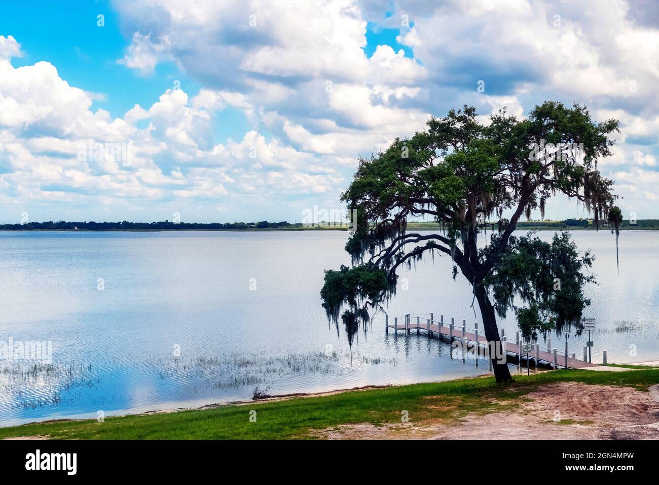 Árbol solitario junto a un lago Foto de stock
