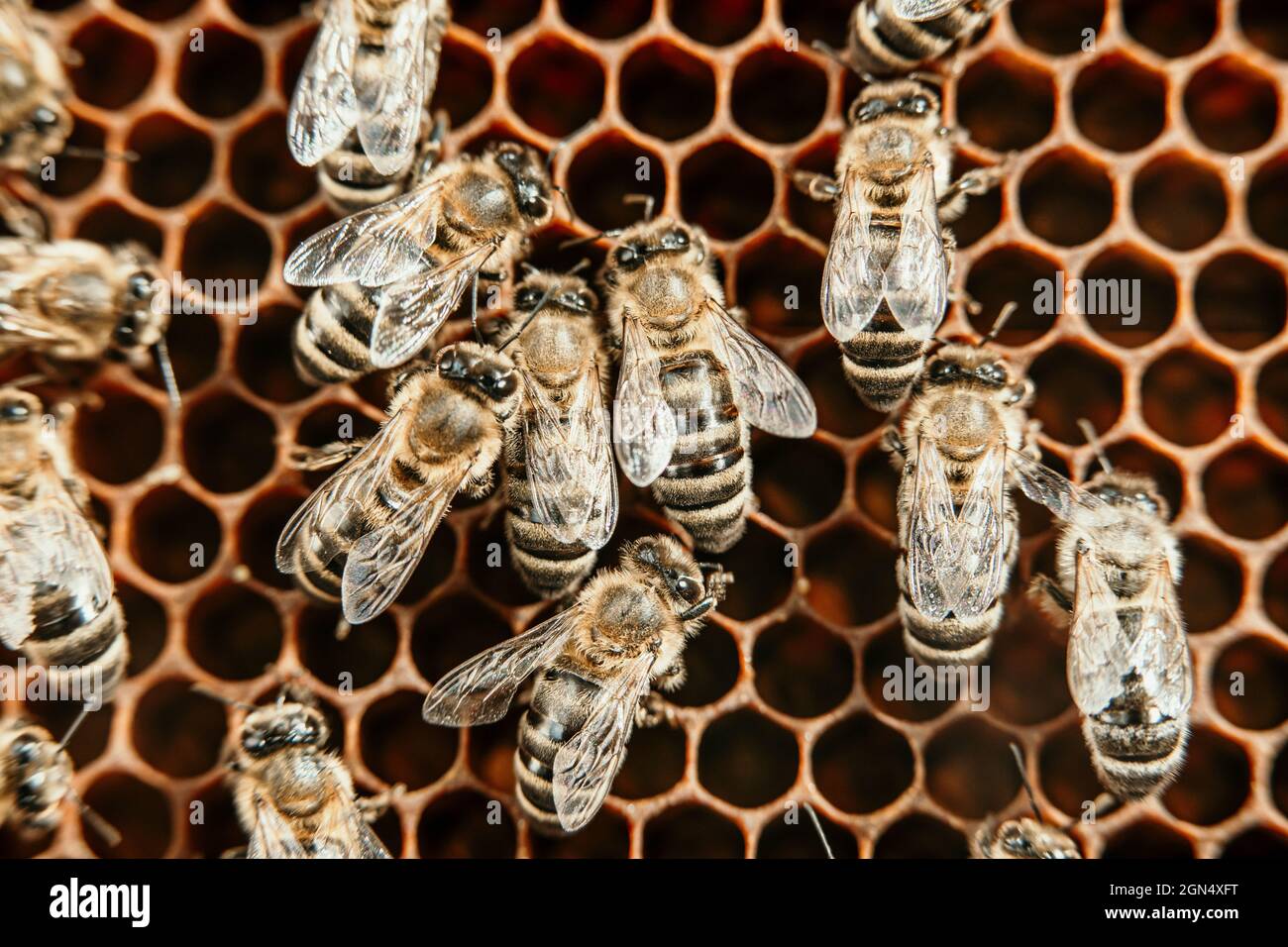 Las abejas se enjambre en panal de abeja, material macro extremo. Los  insectos que trabajan en la colmena de madera, recolectando néctar del  polen de la flor, crean miel dulce Fotografía de