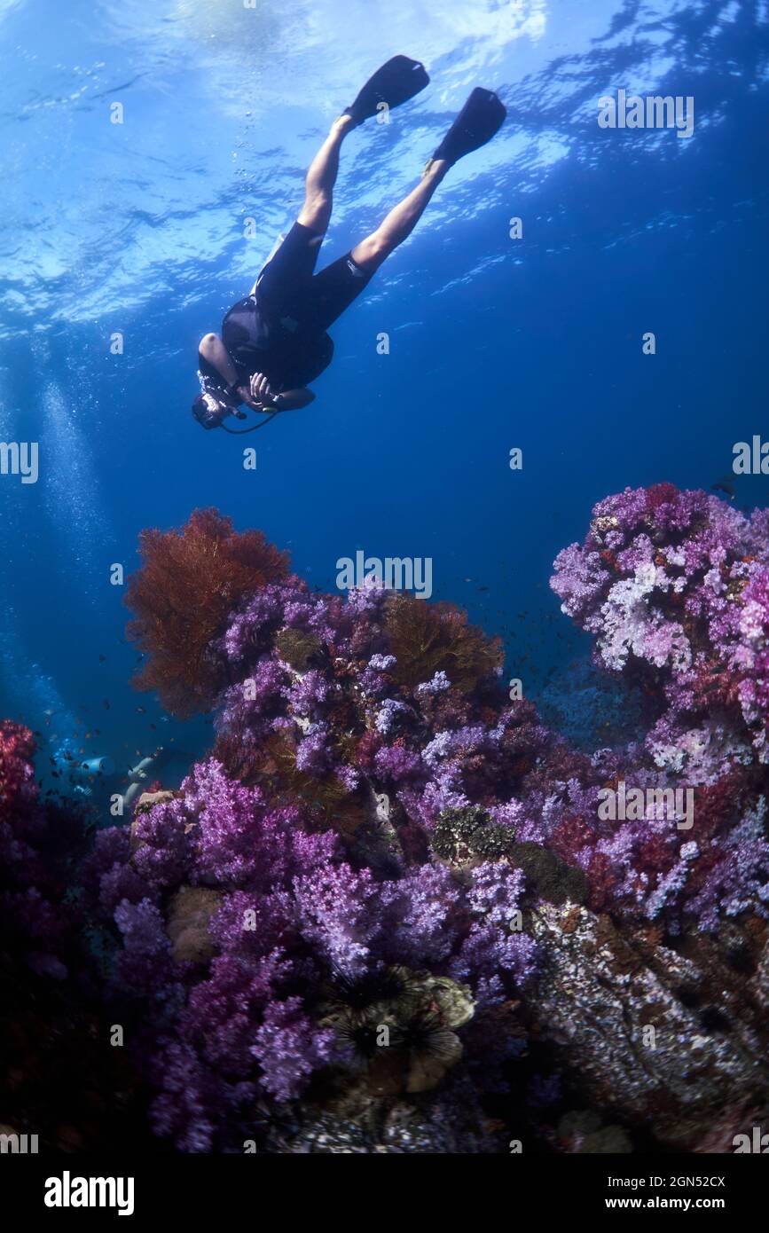 Disparo vertical de un buzo bajo el océano Fotografía de stock - Alamy