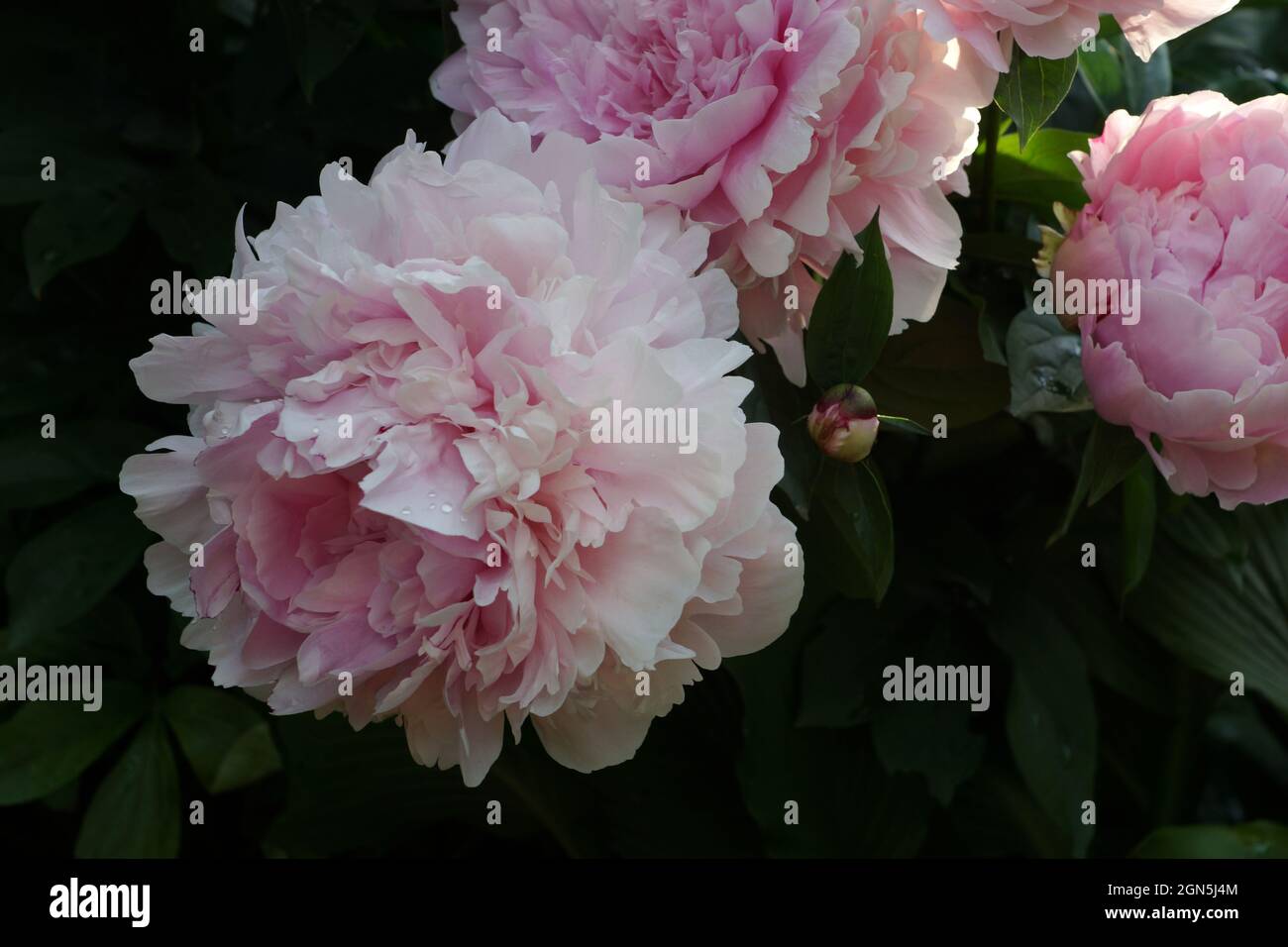Paeonia lactiflora Sarah Bernhardt. Doble rosa peonía. Paeonia lactiflora (Chino o peonía peonía jardín común). Foto de stock