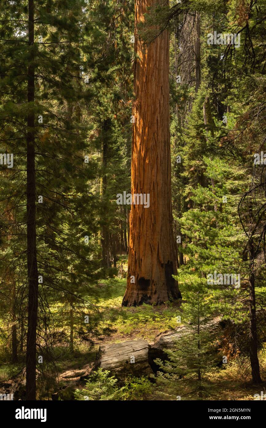 Single Sequoia en el Parque Nacional Sequoia, California, Estados Unidos Foto de stock